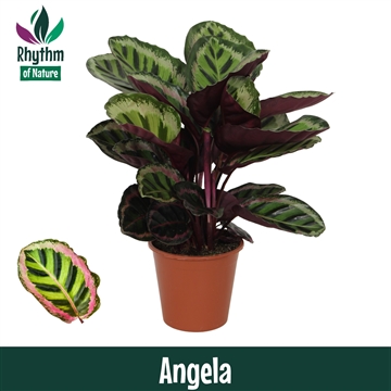 Calathea 19cm Angela