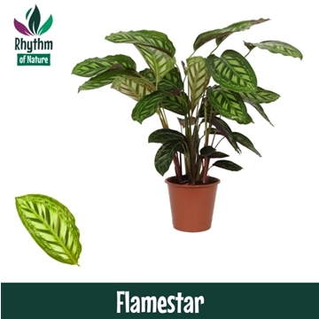 Calathea 19cm Flamestar Rhythm of Nature