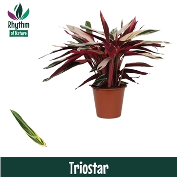 Calathea 19cm Triostar Rhythm of Nature (Stromanthe)