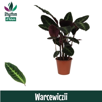 Calathea 19cm Warcewiczii Rhythm of Nature