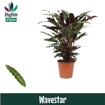 Calathea 19cm Wavestar Rhythm of Nature (Rufibarba)