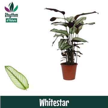 Calathea 19cm Whitestar Rhythm of Nature