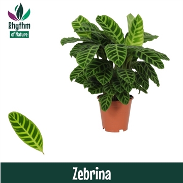 Calathea 19cm Zebrina Rhythm of Nature