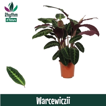 Calathea 21cm Warcewiczii Rhythm of Nature