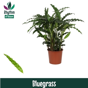 Calathea 17cm Bluegrass Rhythm of Nature