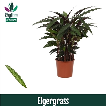 Calathea 17cm Elgergrass Rhythm of Nature