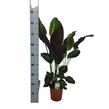 Calathea 17cm Old Magic (lang)