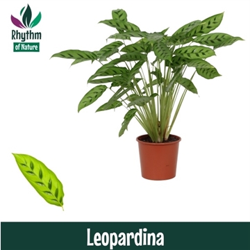 Calathea 17cm Leopardina Rhythm of Nature