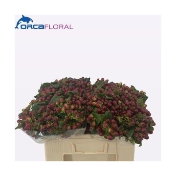 Hypericum Mag Seasons