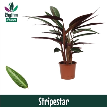 Calathea 17cm Stripestar Rhythm of Nature