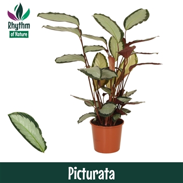Calathea 21cm Picturata Rhythm of Nature