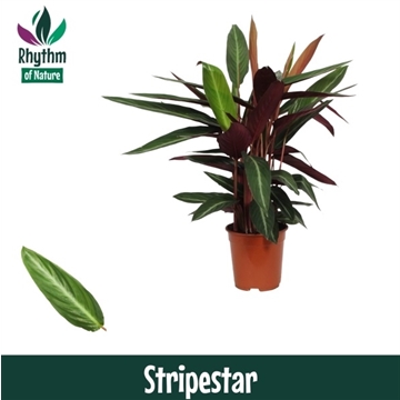 Calathea 21cm Stripestar Rhythm of Nature