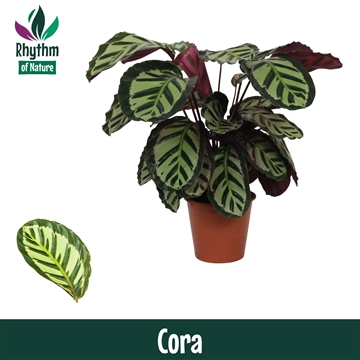 Calathea 19cm Cora Rhythm of Nature