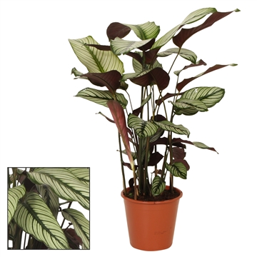 Calathea 19cm Whitestar
