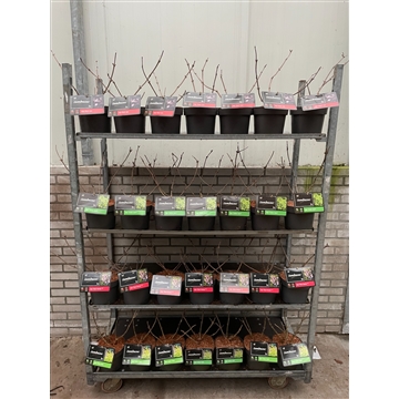 Sambucus nigra Mixkar C3