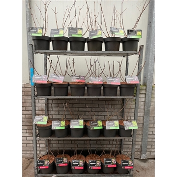 Sambucus nigra Mixkar C5