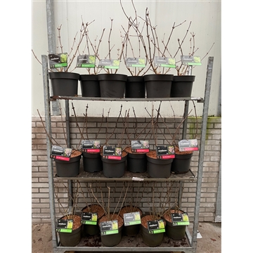 Sambucus nigra Mixkar C7,5