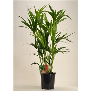 KENTIA - P21 H100 - 6PP (Howea forsteriana)