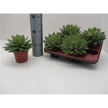Echeveria Miranda