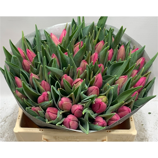 Tulipa Lady Bell (129171) - FloraXchange