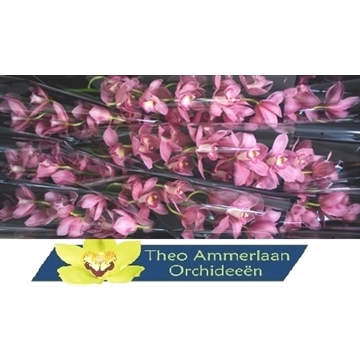 CindyFlor 60 x10