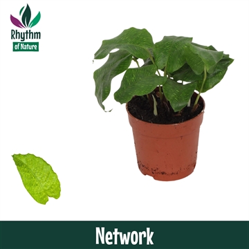 Calathea 7cm Network