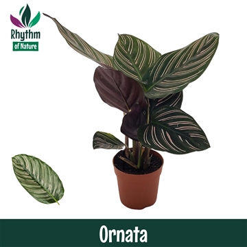 Calathea 7cm Ornata