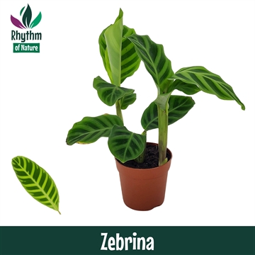Calathea 7cm Zebrina