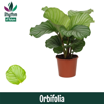 Calathea 17cm Orbifolia Rhythm of Nature