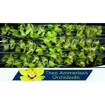 Ovation Emerald 80 x8