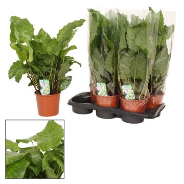 Calathea 17cm Network