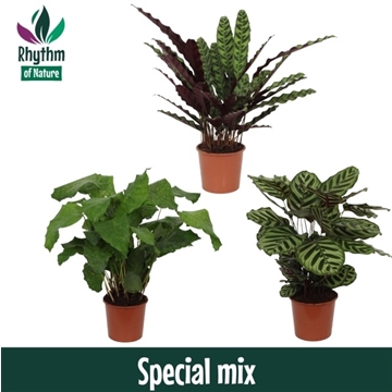 Calathea 17cm Special mix Rhythm of Nature
