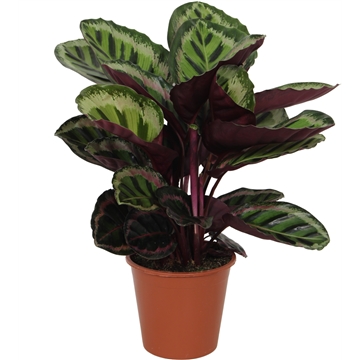 Calathea 19cm Angela