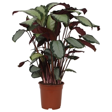 Calathea 21cm Picturata