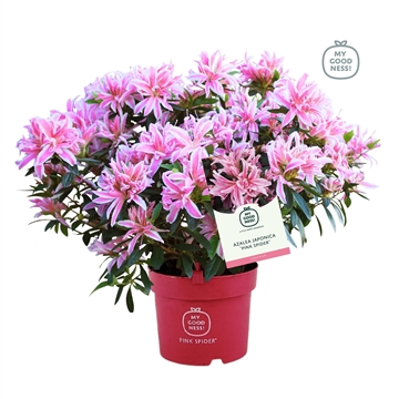 Azalea Japonica 35/P17 'Pink Spider' kleurtonend (AJ17BLPS