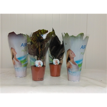 Calathea 14cm gemengd Air so pure