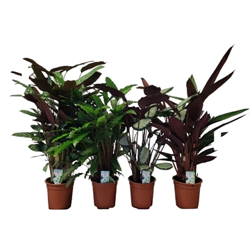 Calathea 21cm Mix 90 cm
