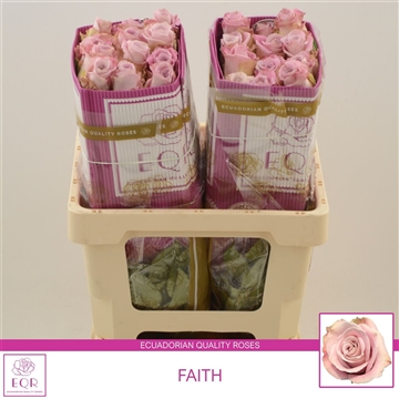 Rosa gr Faith