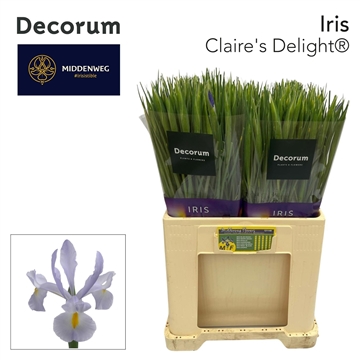 Iris Claire&#39;s Delight Decorum
