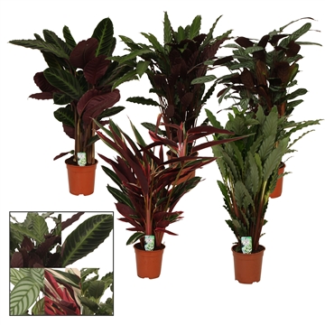 Calathea 21cm gemengd
