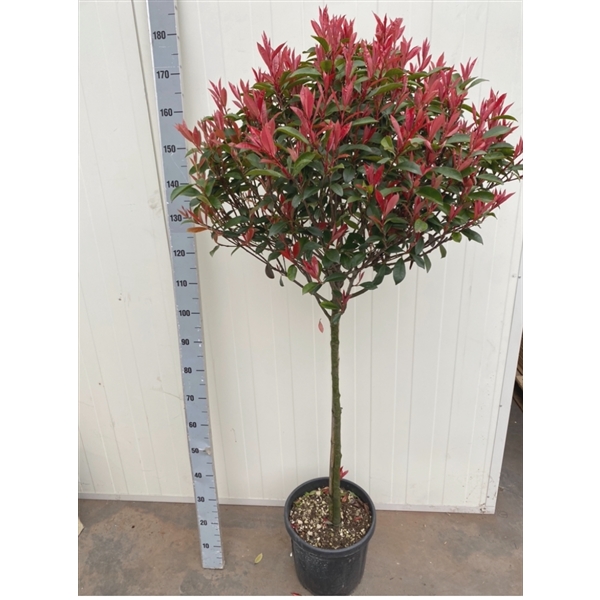 aralia false plant False Aralia - Live Plant in a 10 Inch Pot - Schefflera Elegantissima