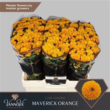 Chr S Maverick Orange