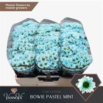 Chr S Bowie Pastel Mint