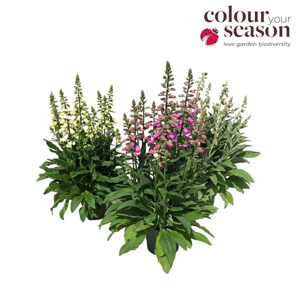 Digitalis Lucas mix P19 (DIGILUCA19MIX) FloraXchange