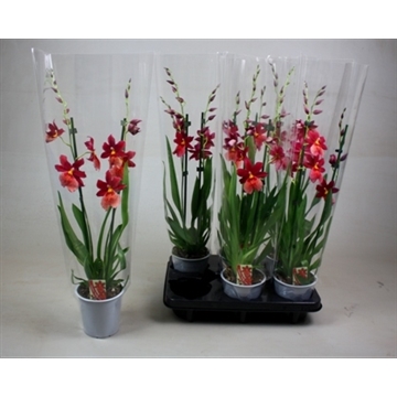 BS Cambria Nelly Isler 2T16+
