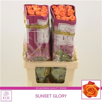 Rosa gr Sunset+