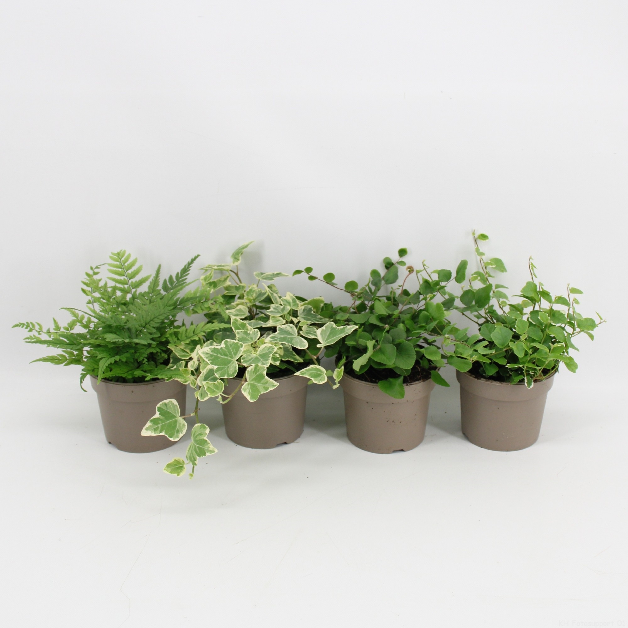 Groen mix 9cm (FP086-00169) - FloraXchange