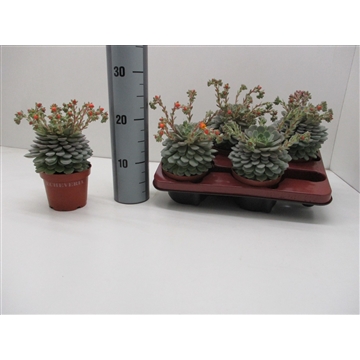 Echeveria Derenbergii met Bloem