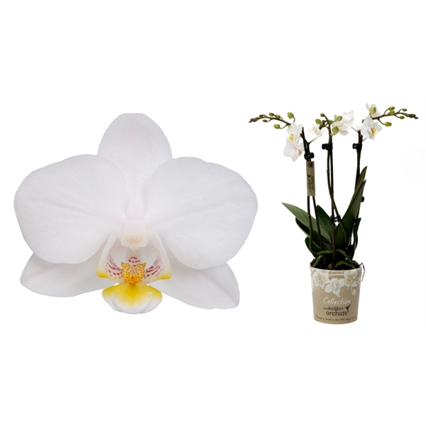 Kolibri Orchids - Witte Orchidee - Elite Silver