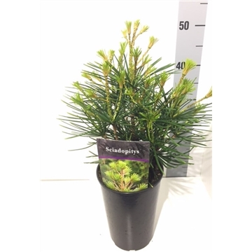 Sciadpitys verticillata